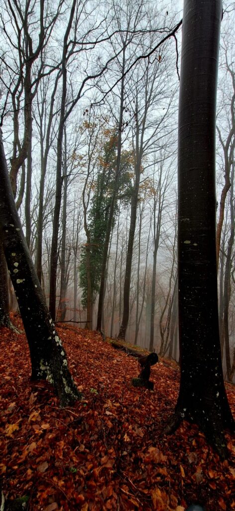 Bd6732b8 698b 4343 b28a 8017b959b3c3