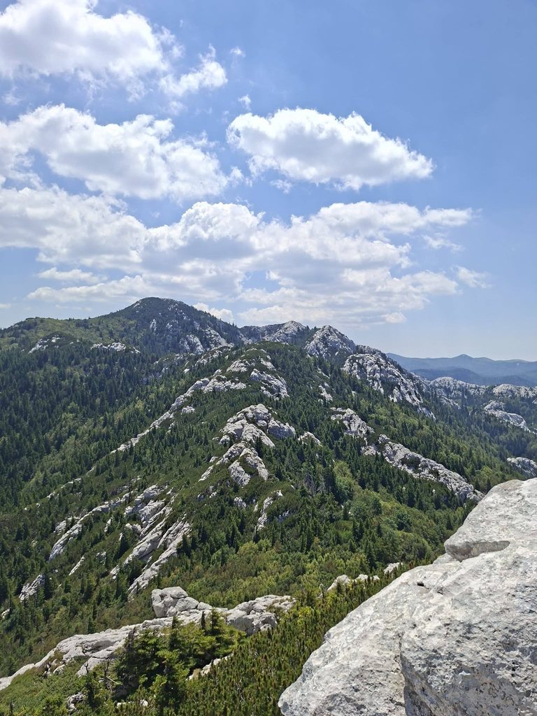 Staza zviri