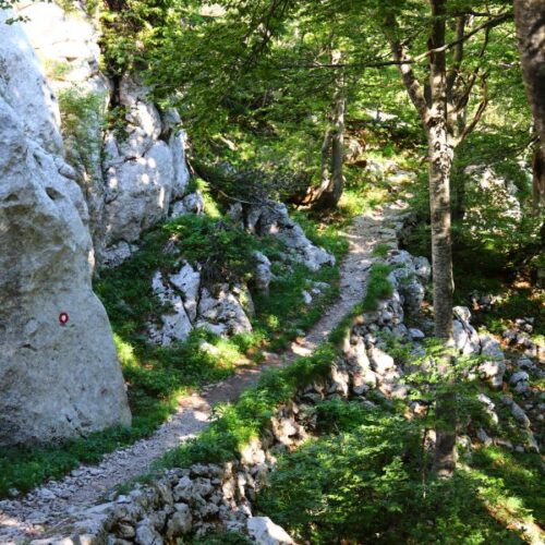 Premuziceva staza